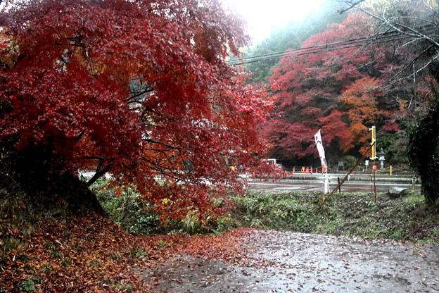 紅葉時期　雨の香嵐渓