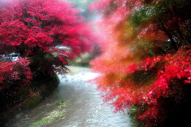 Photos: 大雨で霞む小原の紅葉