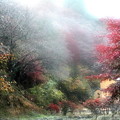 Photos: 大雨の小原紅葉の四季桜