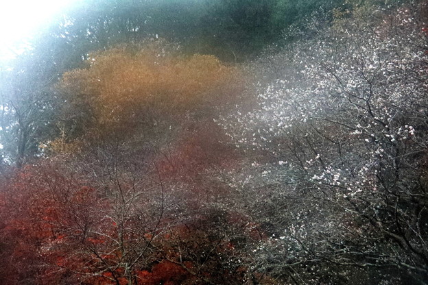 霞む小原の四季桜
