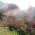 Photos: 霞む小原四季桜