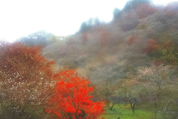 小原の四季桜の大雨の紅葉