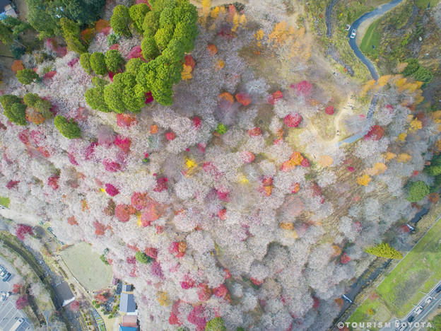 小原四季桜（ネット画像)
