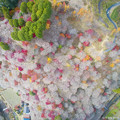 Photos: 小原四季桜（ネット画像)