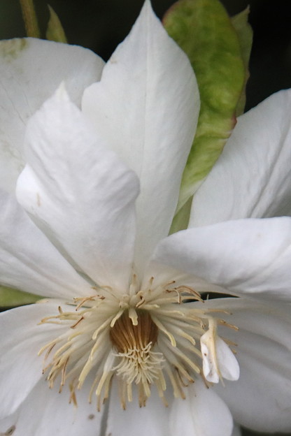 まだ咲いている白色クレマチス