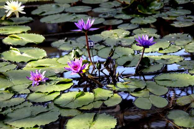 植物大温室　紫の睡蓮