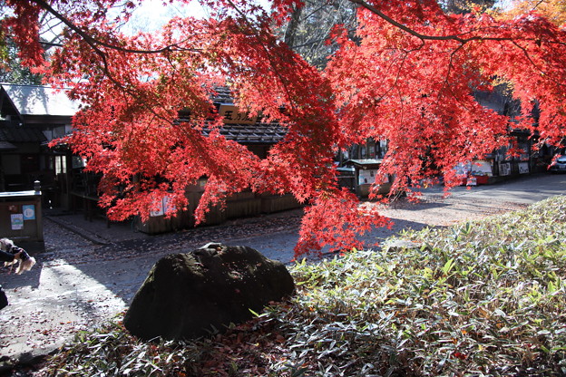 紅葉の色彩と黒い岩