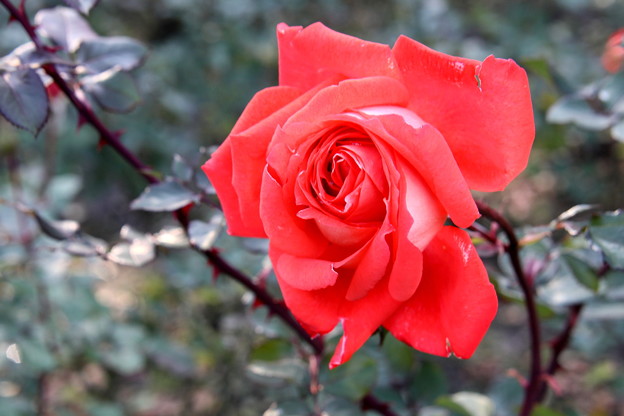 バラ園の赤い薔薇
