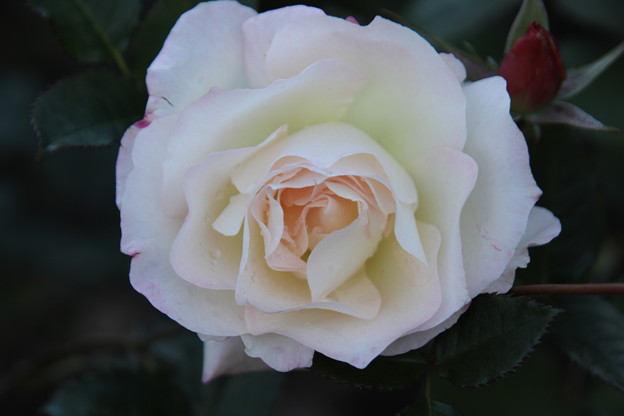 バラ園　白い薔薇