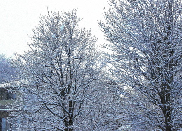 木々の雪化粧