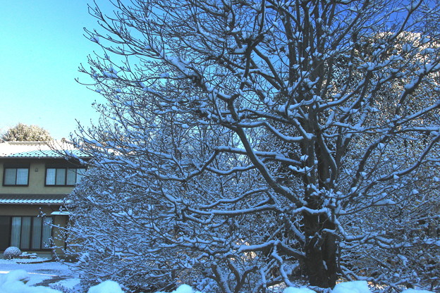 朝の木々の雪