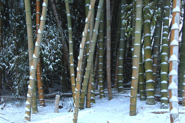 初雪の竹林