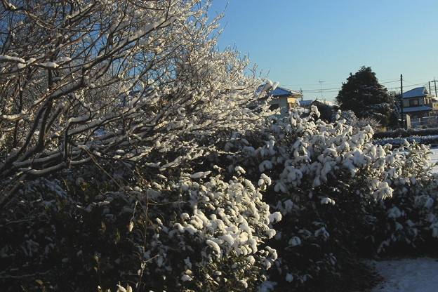 初雪翌朝の雪景色