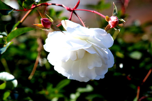 下向きの白い薔薇