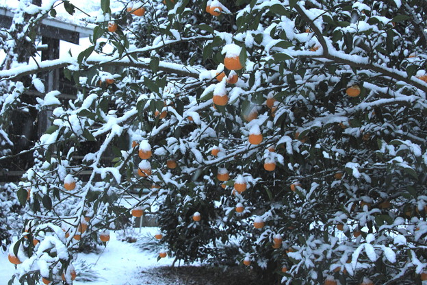 ミカンの木への初雪