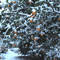 Photos: ミカンの木への初雪