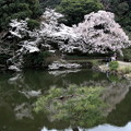玉藻池の桜風景