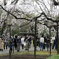 六義園の枝垂れ桜風景