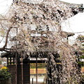 西光寺山門の枝垂れ桜