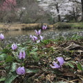 池辺のカタクリと桜の花