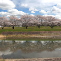 Photos: 都幾川と堤桜の反映風景