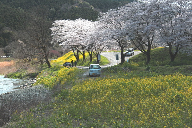 Photos: 矢岸の菜の花と桜