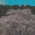 Photos: 大河沢の桜満開