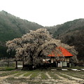 情緒と感じる天照寺の枝垂れ桜