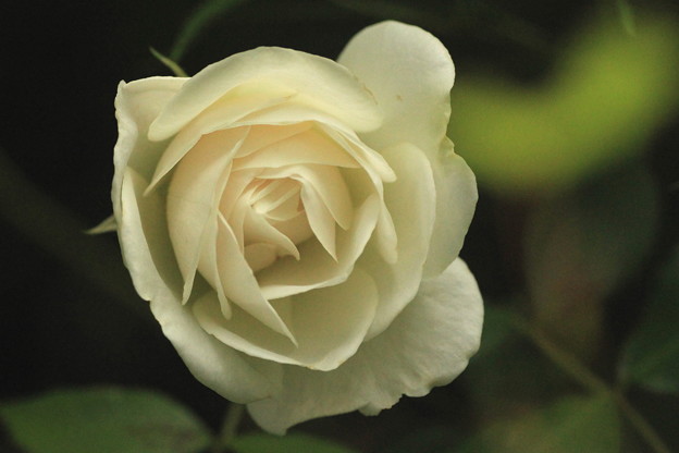 今日の白い蔓薔薇