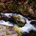 渓流の流れ　照葉峡の秋