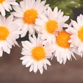 Photos: 白い菊