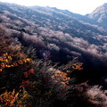 晩秋の山の木々　マチガ沢