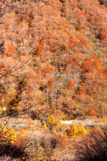 晩秋の色彩の山の木々