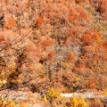 晩秋の色彩の山の木々