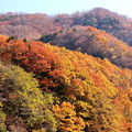Photos: 紅葉から落葉への木々の変化風景