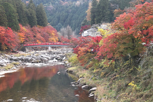 Photos: 待月橋と巴川の紅葉