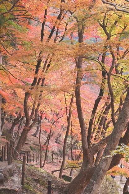 香嵐渓散策道の紅葉