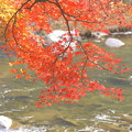 巴川背景の紅葉