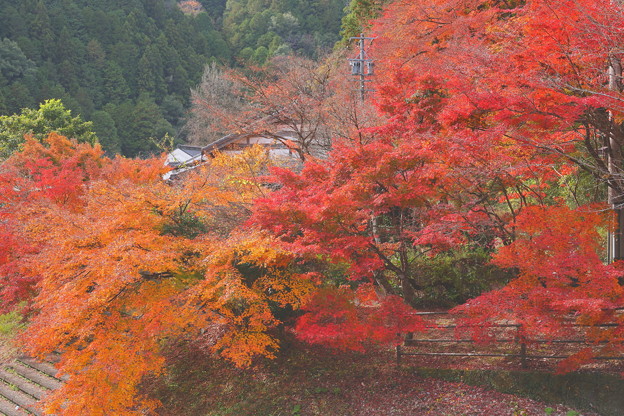 香嵐橋からの紅葉