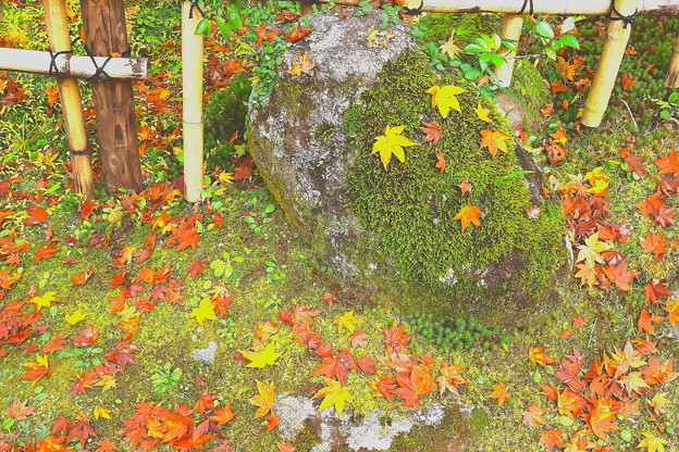 Photos: 苔石への落葉