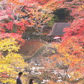 紅葉の色彩の香嵐渓