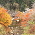 Photos: 紅葉と四季桜