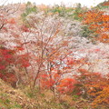 Photos: 散策路の四季桜