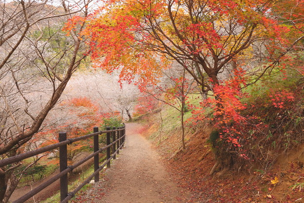 四季桜散策路