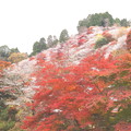 華やか色彩　小原四季桜