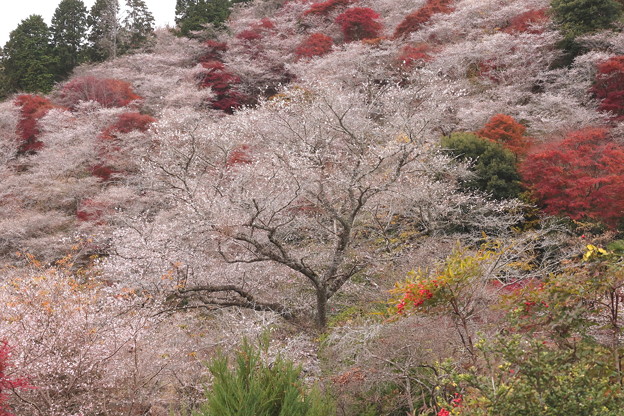 華やかに咲く　一本の四季桜