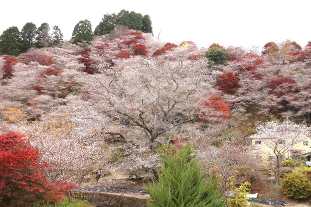 色彩豊かな　小原四季桜