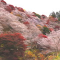 小原四季桜の風景