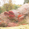 散策路の傾斜の四季桜