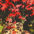 紅葉と落葉の石